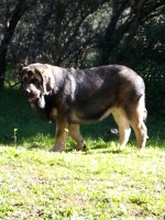 /album/cachorros/a20131124-140544-calle-alta-1-jpg/